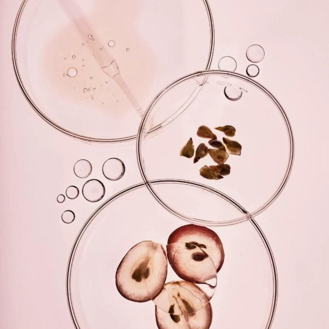 Three overlapping clear glass petri dishes on a pale pink background, containing liquid, small dried botanical pieces, and sliced pinkish-brown fruit halves with dark seeds.