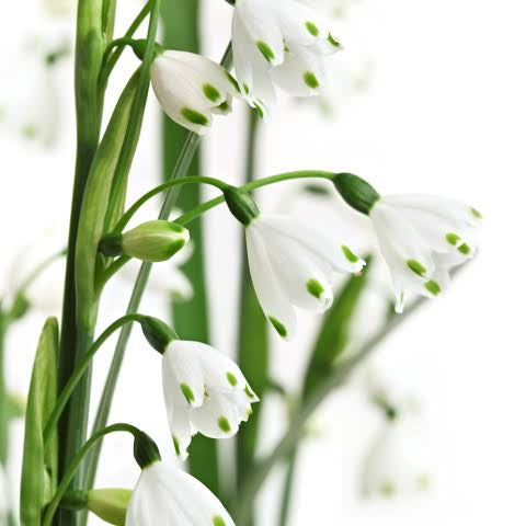 IBR-snowflake